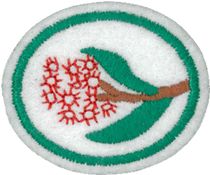 Eucalypts