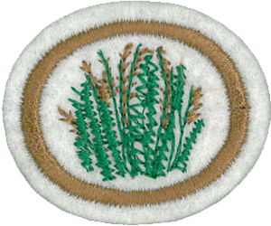 Grasses