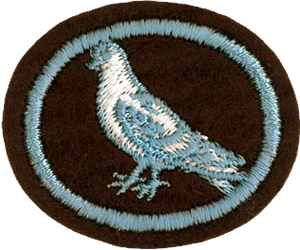 Pigeon Raising